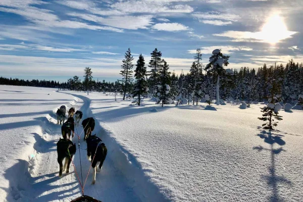 Kiruna: Luta dig tillbaka och koppla av på morgonens hundspannstur