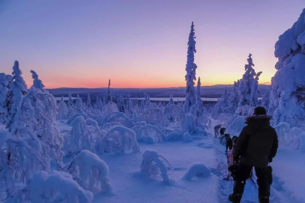 Kiruna: Guidad eftermiddagstur med din egen hundspann