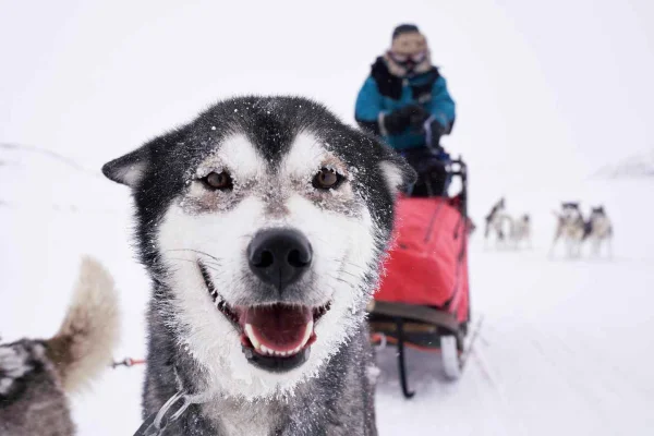 Kiruna med hundspann: Hundspann Husky-tur med lunch