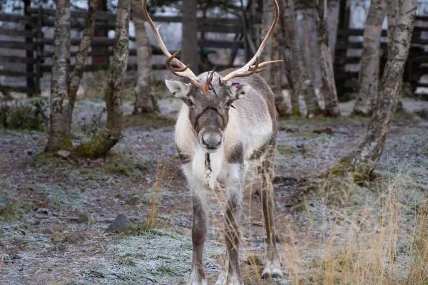 Kiruna: Is- och sameläger – dagsutflykt