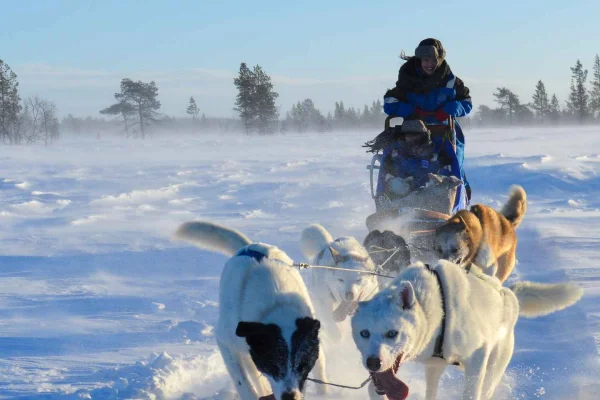 Kiruna: Självkörande Husky Morning Tour