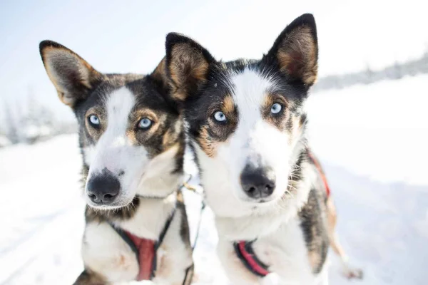 Kiruna: Hundspannstur på morgonen med svensk fika