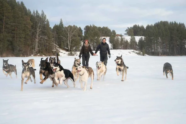 Kiruna: Hundspannstur i liten grupp med ett unikt team av hundar