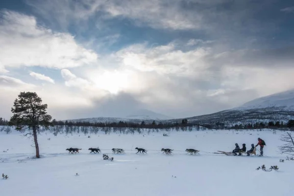 Från Abisko: Hundspannstur till Kiruna med fika