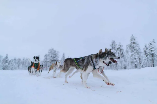 Kiruna: Kör din egen huskyslädeventyr med lunch