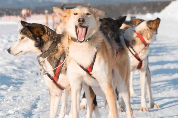 Kiruna: Hundspannstur med lunch som passagerare