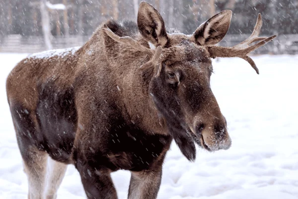 Älgspaningstur från Kiruna till Nikkaluokta