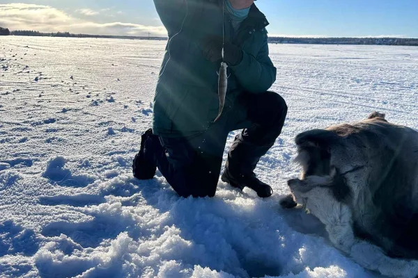 Luleå: Isfiske på det frusna havet – med guide