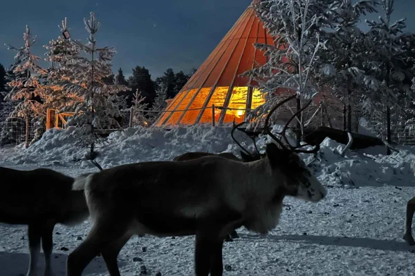 Luleå: Samisk trerättersmiddag, möte med renar och berättelser