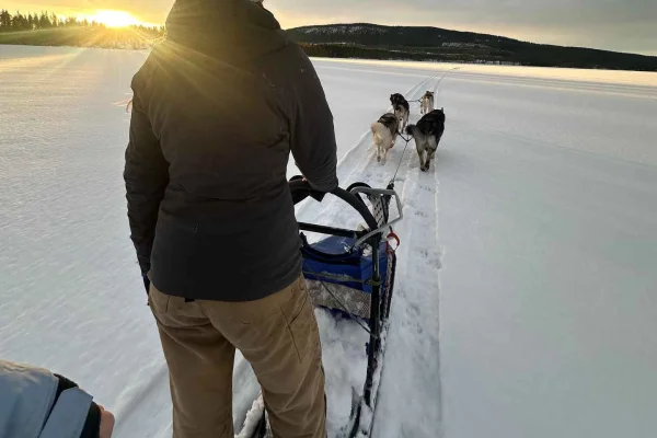Slädhundstur med övernattning i Mellansverige/Härjedalen
