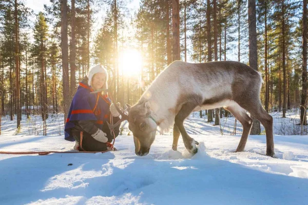 Luleå: Renmöte-upplevelse