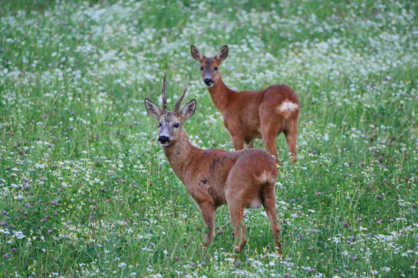 Stockholm: Vildmarkssafari på kvällen med midsommarmåltid