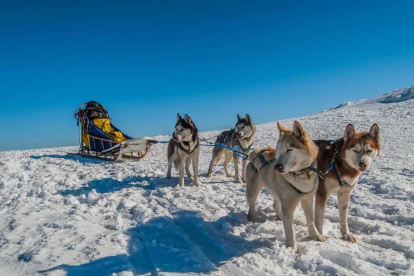 Hudiksvall: Hundspannstur med lägereld och förfriskning