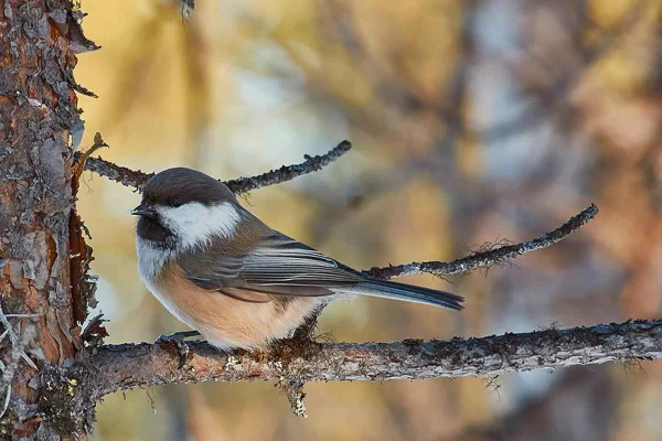 Kiruna: Djur- och naturfotografering