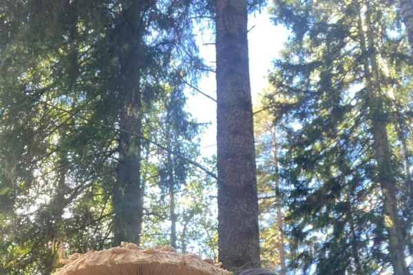Svamp-, växt- och bärplockning med en biolog