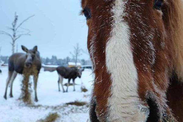 Kiruna: Älgsafari till häst med lunch