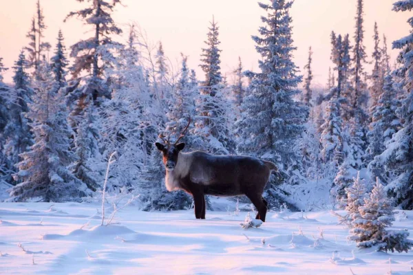 Nikkaluokta viltsafari med transfer