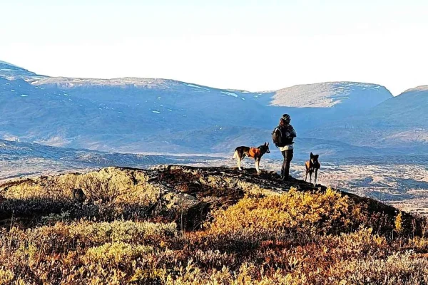 Abisko: Huskyvandring i Abiskodalen med Alaskan huskies