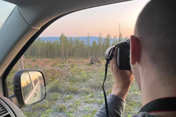 Sälen: Kvällssafari efter älgar i skogen
