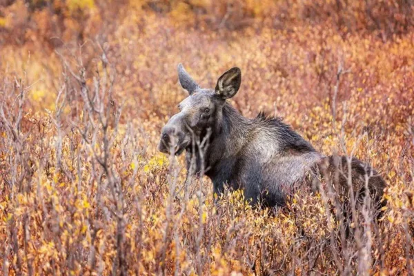 Sälen: Kvällssafari efter älgar i skogen