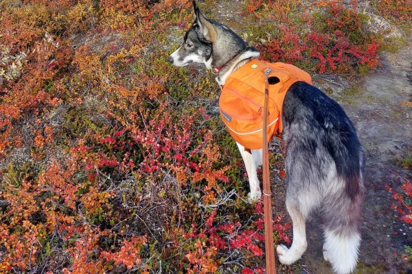 Abisko: Panoramavy – huskievandring