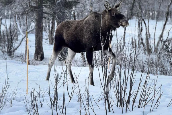 Älgsafari i fotspåren av FN:s berömda flyttande arter