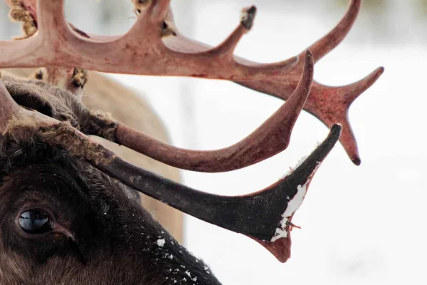 Jokkmokk: Upplevelse med matning av renar med samisk guide
