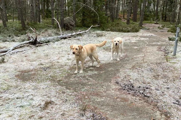 Stockholm: skogspromenad med två labradorer och svensk fika