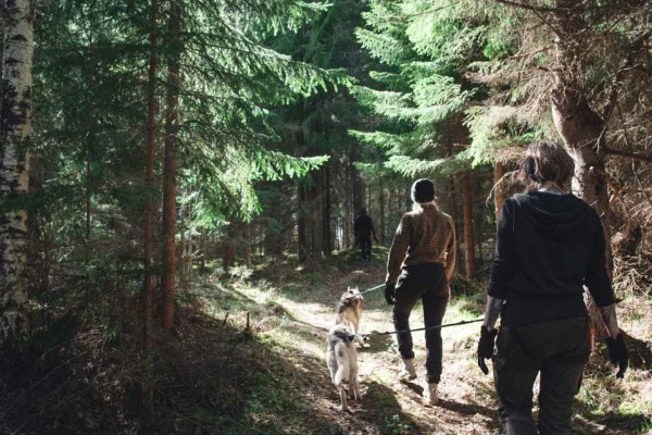 Sågmyra: Guidad huskyvandring
