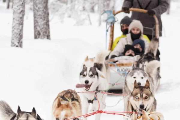 Dalarna: Guidad hundspannstur med lunch och dryck