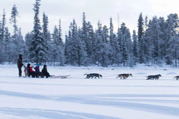 Kiruna: Privat skogsutflykt med huskytur och fika