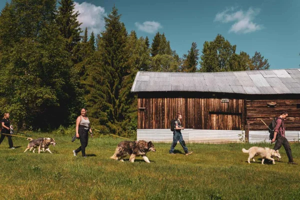 Luleå: Huskypromenad till Selets Bruk med kaffe och bulle