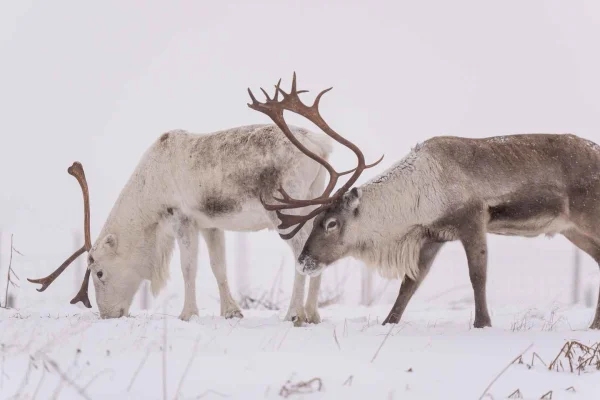 Abisko: Samisk renupplevelse med snöskor och tilltugg