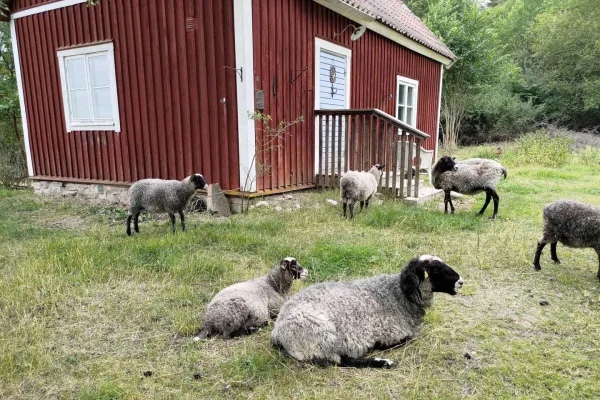 Stockholm: Upplandsmattur med gårdsbesök och provsmakningar