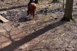 Söderåsens nationalpark: 2,5h ridtur