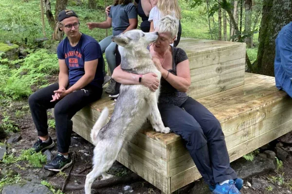 Sågmyra: Möt siberian huskies i Sverige