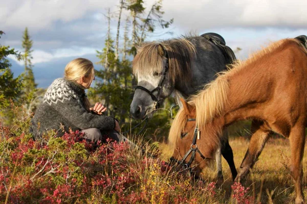Bakvattnet: Packhästar Trekkingtur i Blomsterkogen