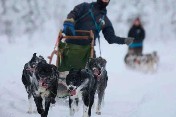 Kiruna: Övernattningstur med huskysläd och vistelse i stuga