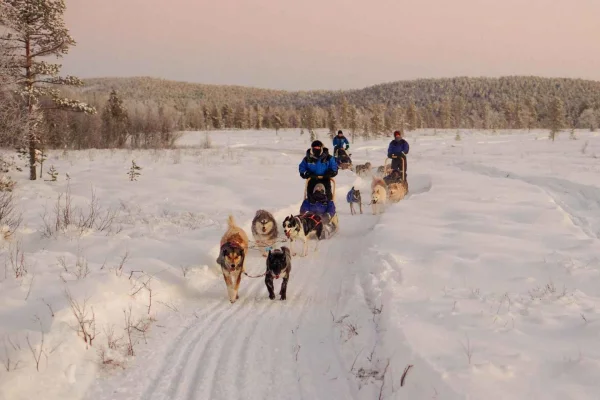 Vuojärvi: 2,5-timmes huskysafari med besök på en familjegård