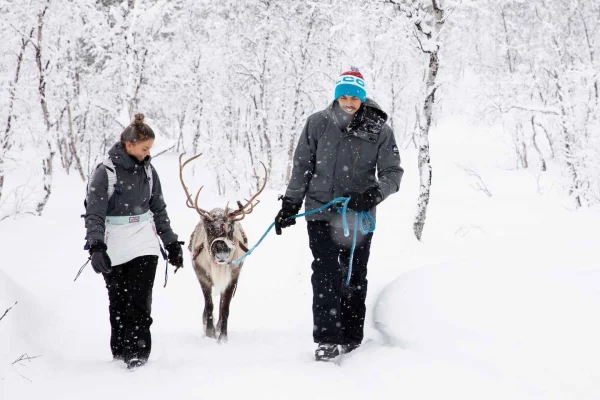 Kiruna: Hösttur med renar