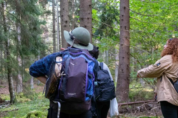 Into the wild - en sinnesupplevelse i Stockholms skogar