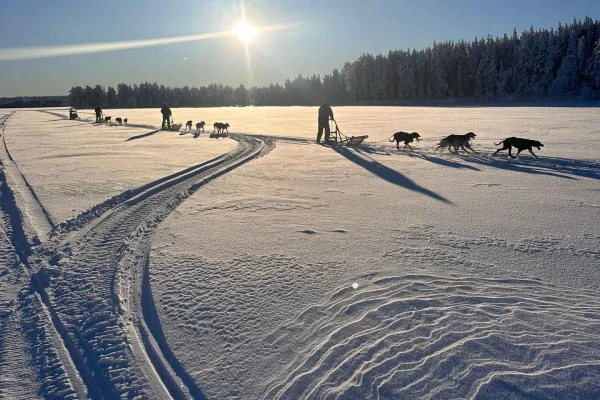 Luleå: tur med husky, snöskoter och fiske med måltid