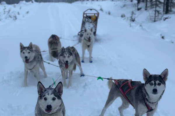 Svenska Lappland: Hundspannsäventyr