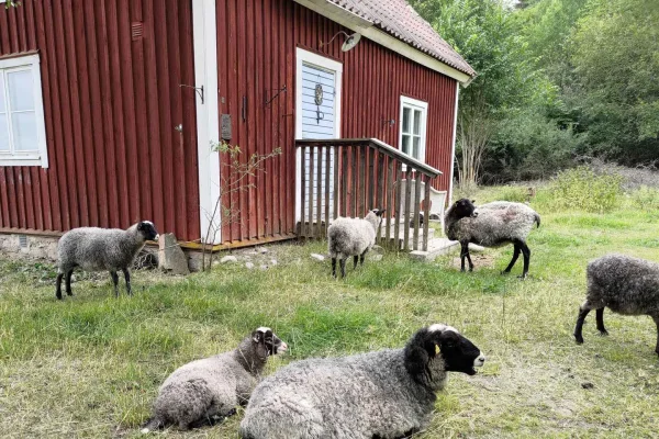 Arlanda till Stockholm eller vice versa med Vikingarundtur och fikastopp
