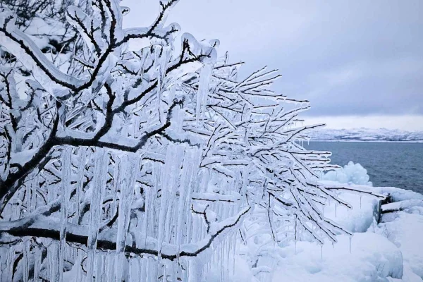 Arktisk morgon – snöskoupplevelse (privat tur)