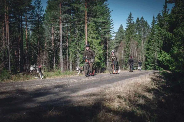 Sågmyra: Guidad hundskoteräventyr