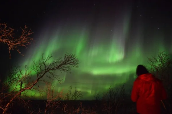 Abisko Norrsken och Arktisk Ekologi Tur