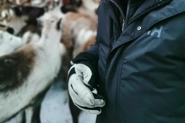 Umeå: Dagsutflykt med samiska renhjordar