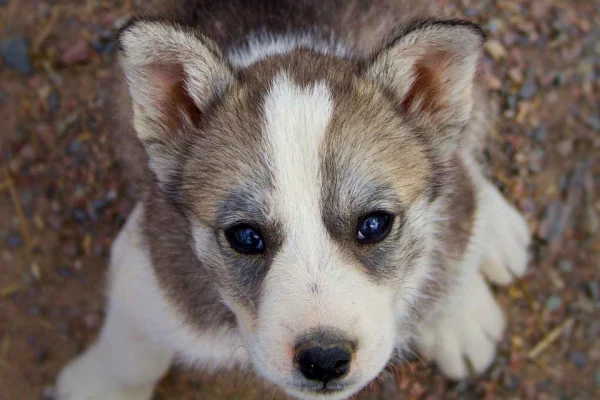 Kiruna: Husky Kennel besök med kort åktur och fika