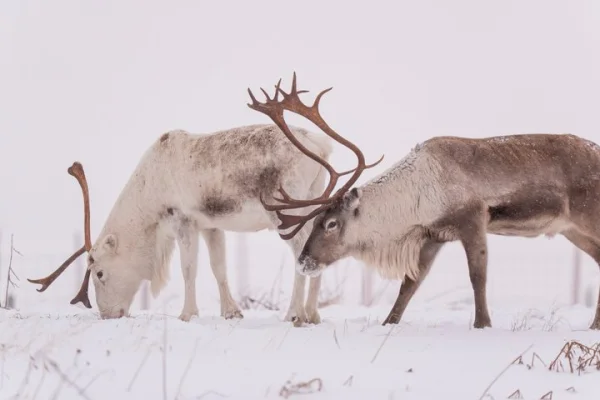 Abisko Arktisk ren- och samisk kulturupplevelse